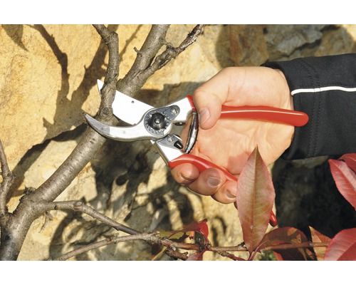 Gartenarbeit: Hand schneidet Ast mit Gartenschere.