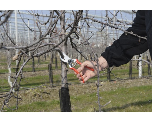 Gartenarbeit: Person schneidet Baum mit einer Gartenschere