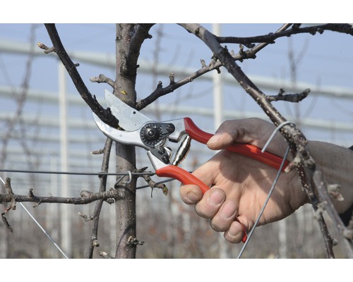 Gartenarbeit mit einer Gartenschere an einem Obstbaum