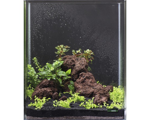 Dekoratives Nano Aquarium mit Pflanzen und Lavasteinen