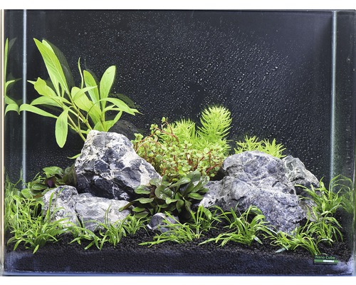 Aquarien-Wasserpflanzenpaket S "Green Mountain" für ca. 55 l Aquarium 10 Töpfe
