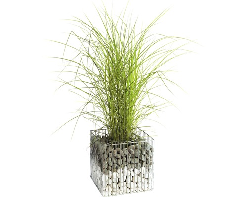 Gras in Gabionen-Pflanzgefäß