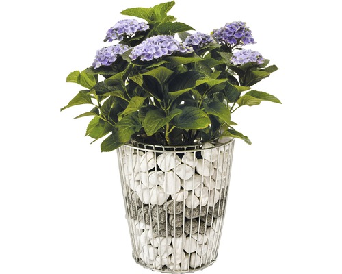Hortensie in einem mit Steinen gefüllten Drahtkorb