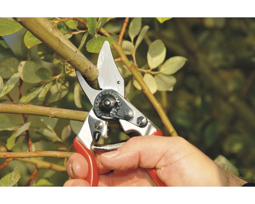 Gartenschere schneidet einen Ast