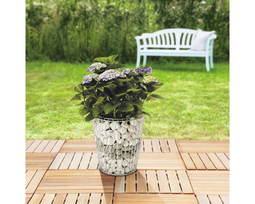Hydrangea im Gabionen-Pflanzgefäß auf einer Holzterrasse