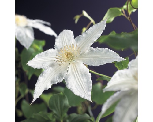 Waldrebe FloraSelf Clematis 'Gladys Picard' 53-70 cm Nahaufnahme einer weißen Clematisblüte mit grünen Blättern