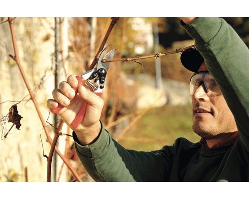 Eine Person schneidet eine Weinrebe mit einer Gartenschere.