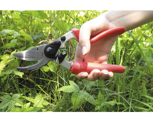 Gartenschere mit roten Griffen in der Hand vor Grünpflanzen