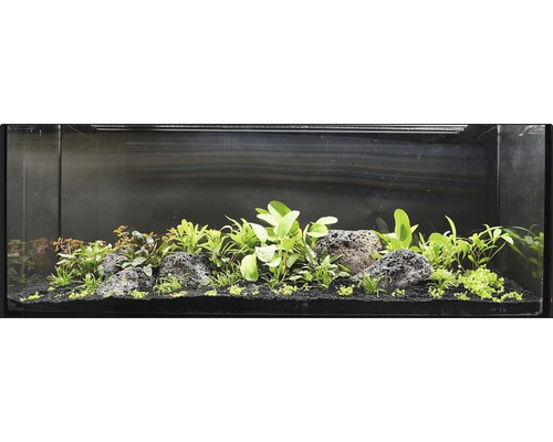 Eingerichtetes Aquarium mit Steinen und Pflanzen