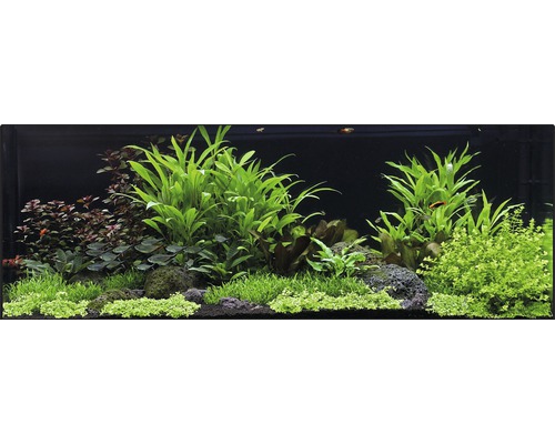 Aquarien-Wasserpflanzenpaket XXL "Hygrophilia Creek" für 120 l Aquarium 25 Töpfe