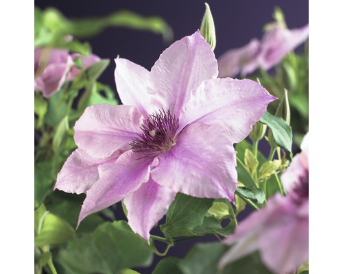Waldrebe FloraSelf Clematis 'Pink Fantasy' 53-70 cm Nahaufnahme einer Clematisblüte