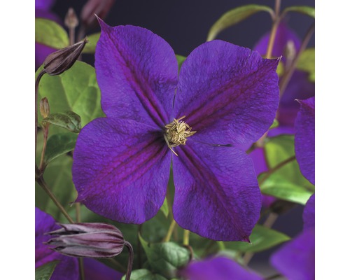 Waldrebe FloraSelf Clematis 'Star of India' 53-70 cm Nahaufnahme einer lila Waldrebe mit grünen Blättern