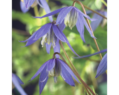 Waldrebe FloraSelf Clematis alpina 50-70 cm Waldrebe FloraSelf Clematis alpina 50-70 cm