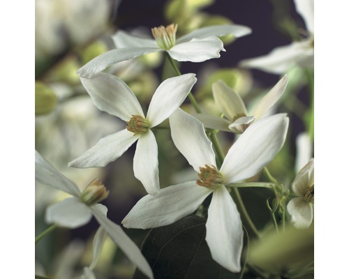 Waldrebe immergrün Clematis armandii Co 2,3l Nahaufnahme von blühenden Clematis Blüten.