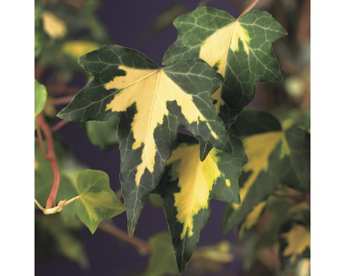 Efeu gelb-grün FloraSelf Hedera helix 'Goldheart' 53-70 cm Co Efeublätter mit Muster