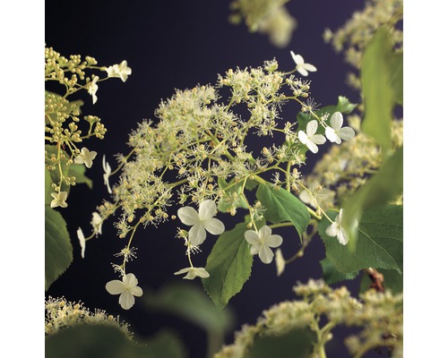 Kletterhortensie FloraSelf Hydrangea petiolaris H 50-70 cm Co 2,3 L