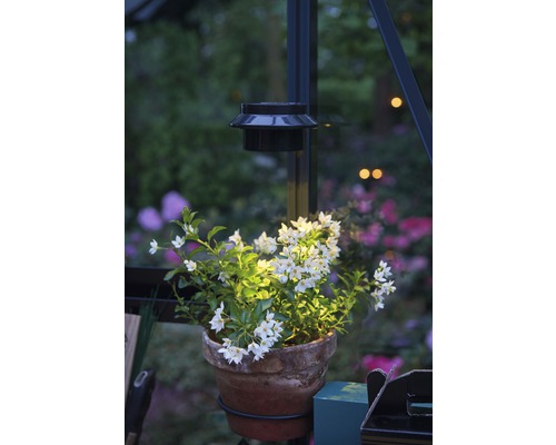Blumentopf mit blühender Pflanze unter einer Solarleuchte im Garten