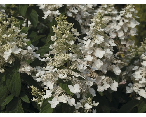 Rispenhortensie mit weißen Blüten und grünen Blättern