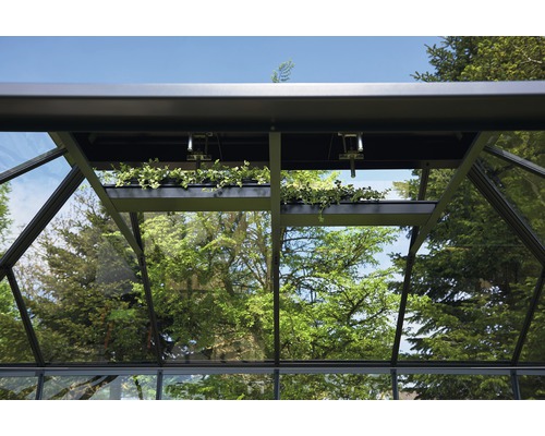 Gewächshaus Innenansicht mit Pflanzenregal