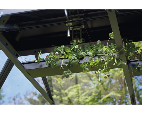 Innenansicht eines Gewächshauses mit Erdbeerpflanzen in einem Behälter.