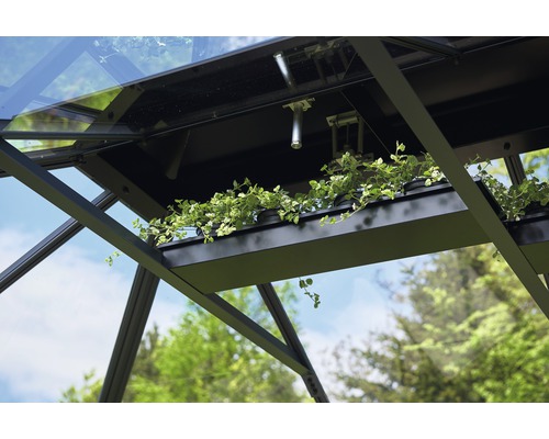 Innenansicht Gewächshaus mit Pflanzenregal