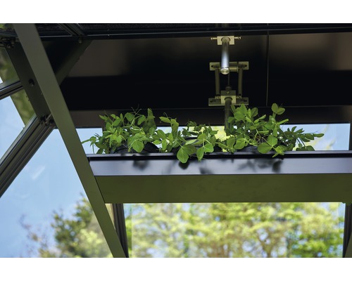 Innenansicht eines Gewächshauses mit Pflanzenregal und Automatikfensteröffner