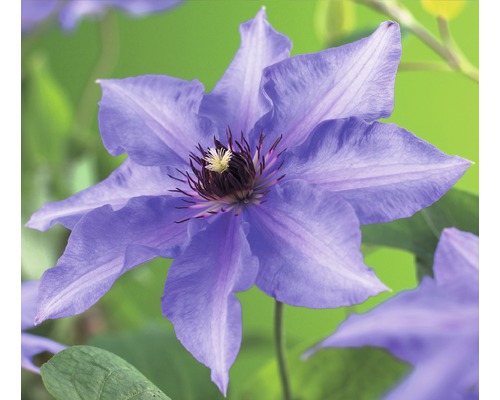 Waldrebe FloraSelf Clematis-Cultivars 'Königskind' H 50-70 cm Co 2,3 L