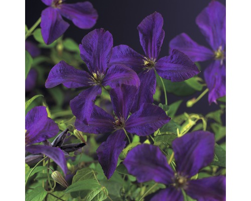 Italienische Waldrebe FloraSelf Clematis viticella 'Polish Spirit' H 50-70 cm Co 2,3 L