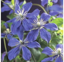 Nahaufnahme von blauen Waldrebenblüten