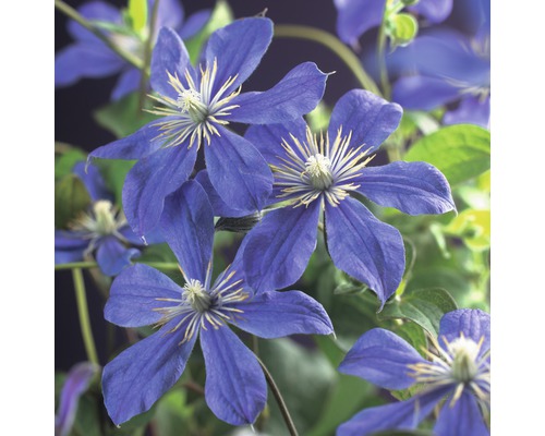 Waldrebe FloraSelf Clematis 'Arabella' 53-70 cm