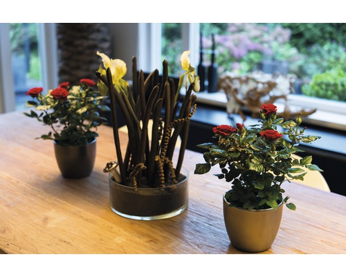 Arrangement aus roten Rosen und einer Pflanze mit dunklen Stängeln in Töpfen auf einem Tisch