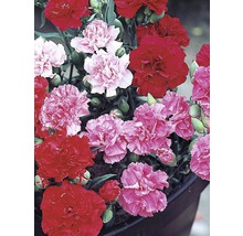Nelke, Gartennelke FloraSelf Dianthus caryophyllus Ø 12 cm Topf