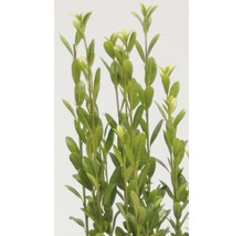 Japanischer Säulenilex FloraSelf Ilex crenata 'Fastigiata' H 30-40 cm Co 2 L-thumb-2