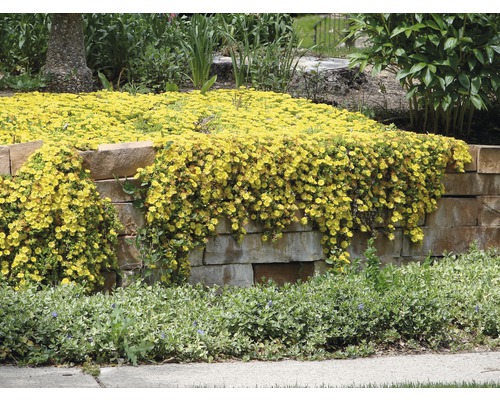 Gelbe Blüten bedecken eine Steinmauer in einem Garten.