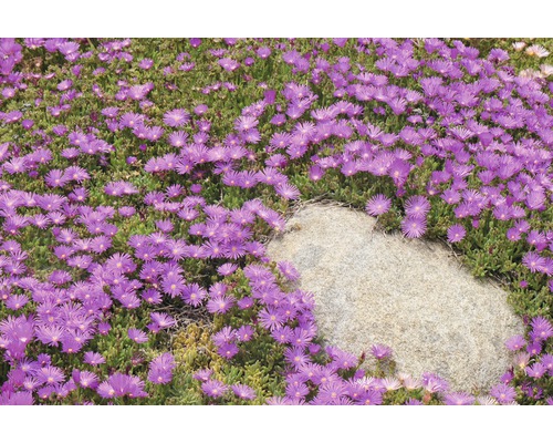 Teppich-Mittagsblume mit Felsen im Garten