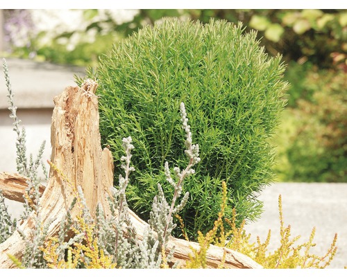 Kugeliger Strauch im Garten