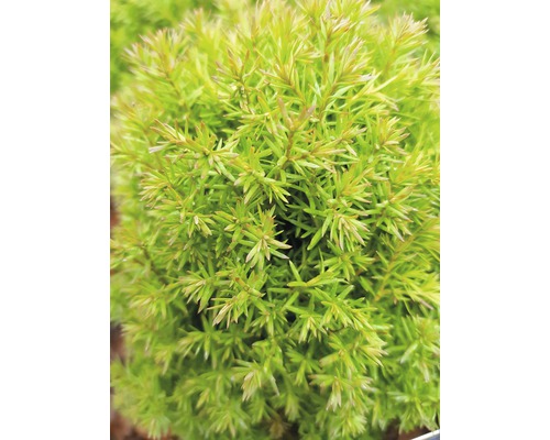 Im Bild ist eine detailreiche Aufnahme einer Zwergzypresse zu sehen.