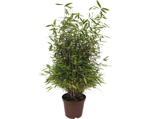 Schirmbambus FloraSelf Fargesia murielae ‘Neue Generation‘ H 60-80 cm Co 7,5 L