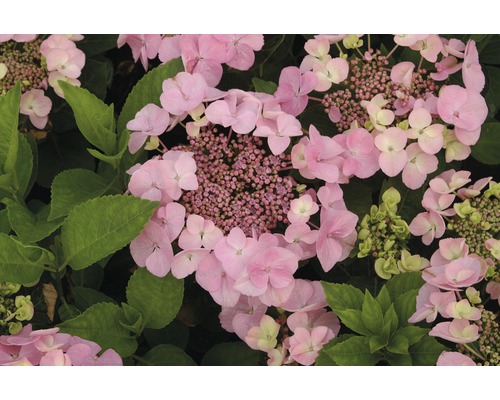 Tellerhortensie rosa FloraSelf Hydrangea macrophylla H 30-40 cm Co 5 L