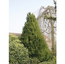 Eibe FloraSelf Taxus baccata 'Westerstede' H 30-40 cm Co 3 L