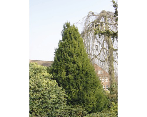 Im Garten steht eine säulenförmige Eibe.