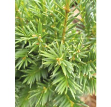 Eibe FloraSelf Taxus baccata 'Westerstede' H 30-40 cm Co 3 L