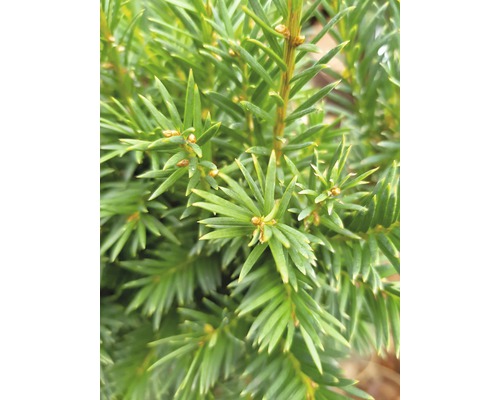 Detailaufnahme einer immergrünen Eibe mit Nadeln