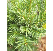 Eibe FloraSelf Taxus baccata 'Westerstede' H 30-40 cm Co 3 L