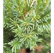 Eibe FloraSelf Taxus baccata 'Westerstede' H 30-40 cm Co 3 L