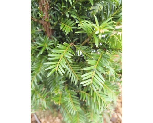 Nahaufnahme einer Eibe mit grünen Nadeln.