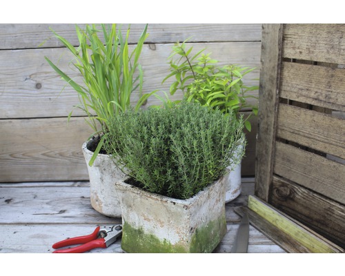 Szene mit Thymian im Topf, Zierschnittlauch und Heckentriebe auf einem Holztisch mit einer Gartenschere