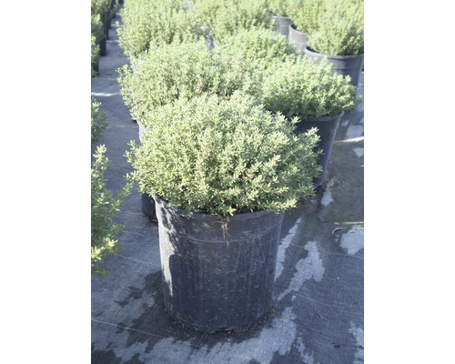 Thymian Pflanze im Topf