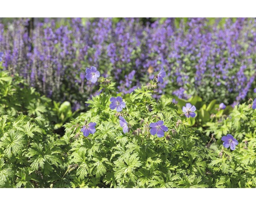 Storchschnabel FloraSelf Geranium 'Johnson's Blue' H 10-40 cm Co 0,5 L