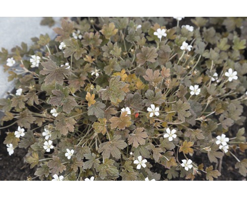 Storchschnabel FloraSelf Geranium sessiliflorum 'Sanne' H 5-20 cm Co 0,5 L